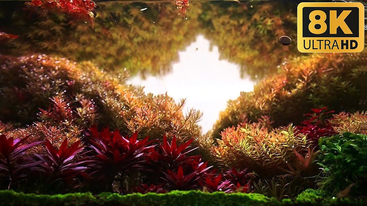 Лучший аквариум с растениями для рыбок гуппи