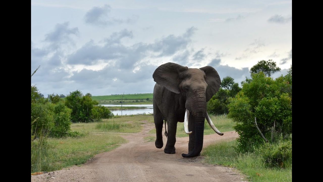 Conservation beyond state-owned protected areas in southern Africa - Hayley Clements