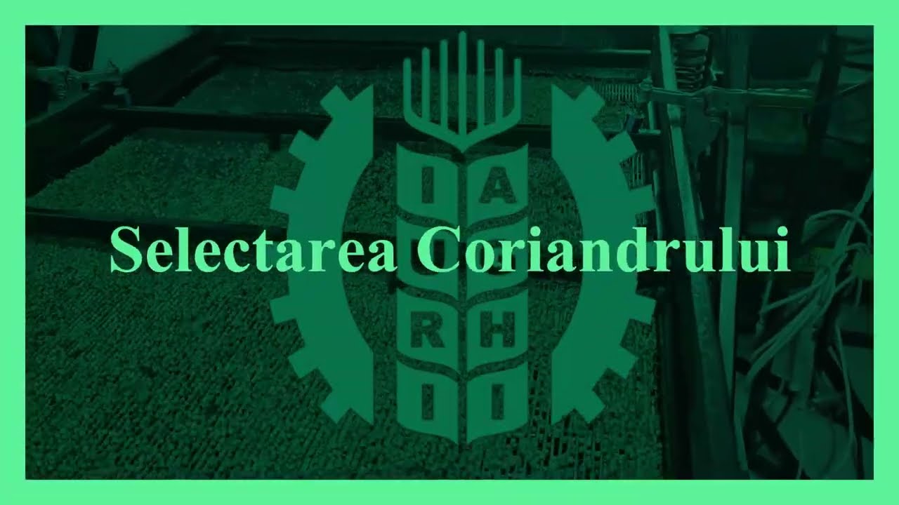 Selectare coriandru