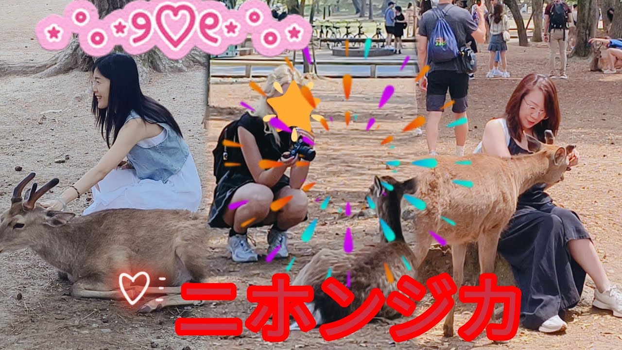 外国人に大人気 奈良公園の鹿と外国人観光客の反応Nara 🫎 park