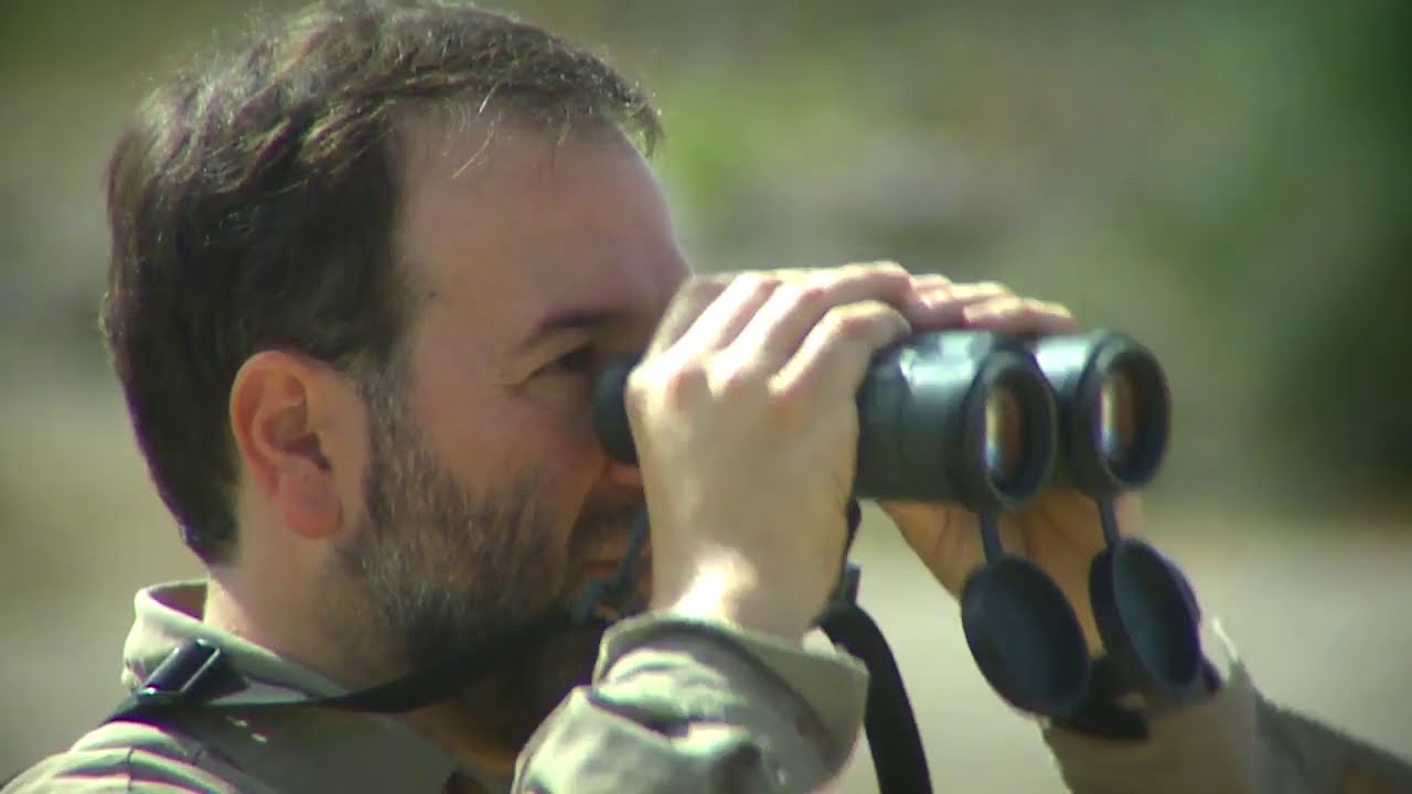 Picaflor de Arica - Secretos de la Naturaleza Chilena