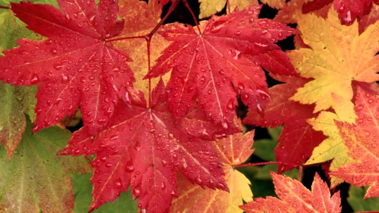 Andr&eacute; Rieu - Les Feuilles Mortes (Autumn Leaves)