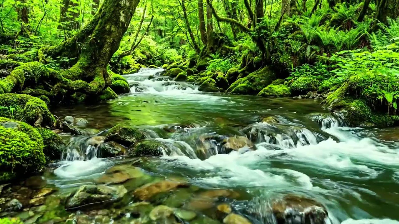 Early Summer Forest, Gentle Stream Flow and Birdsong, Peaceful Natural White Noise for Rest