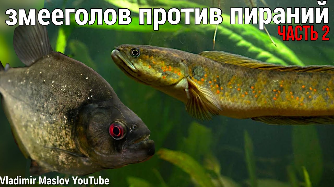 ЗМЕЕГОЛОВ ПРОТИВ ПИРАНИЙ! Последняя КРОВЬ🩸 ЧАСТЬ 2