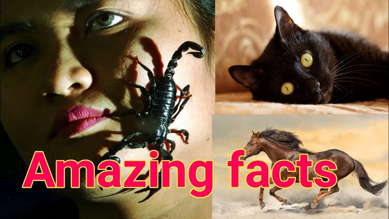 5 Amazing facts! unknown facts!#keyfacts#5amazingfacts#unknownfact