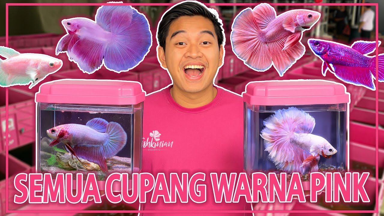 GELEDAH SEMUA BETTAFISH WARNA PINK BUAT AKU PELIHARA NANTI DI FISHKINIAN! GAK MASUK AKAL BANGET!