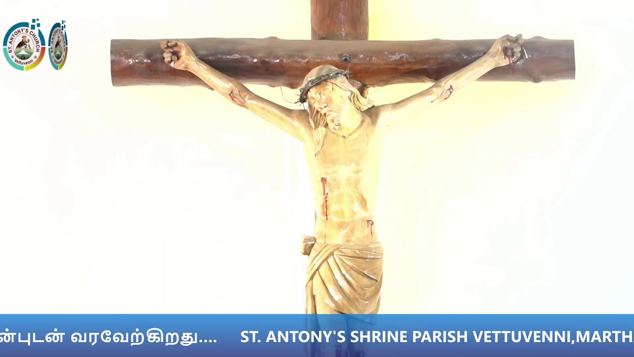 St Antony's Shrine Parish Vettuvenni  01.02.2026 SUNDAY Holy Mass