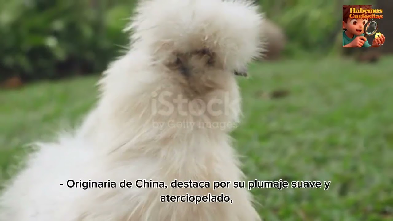 Razas Exóticas de Gallinas