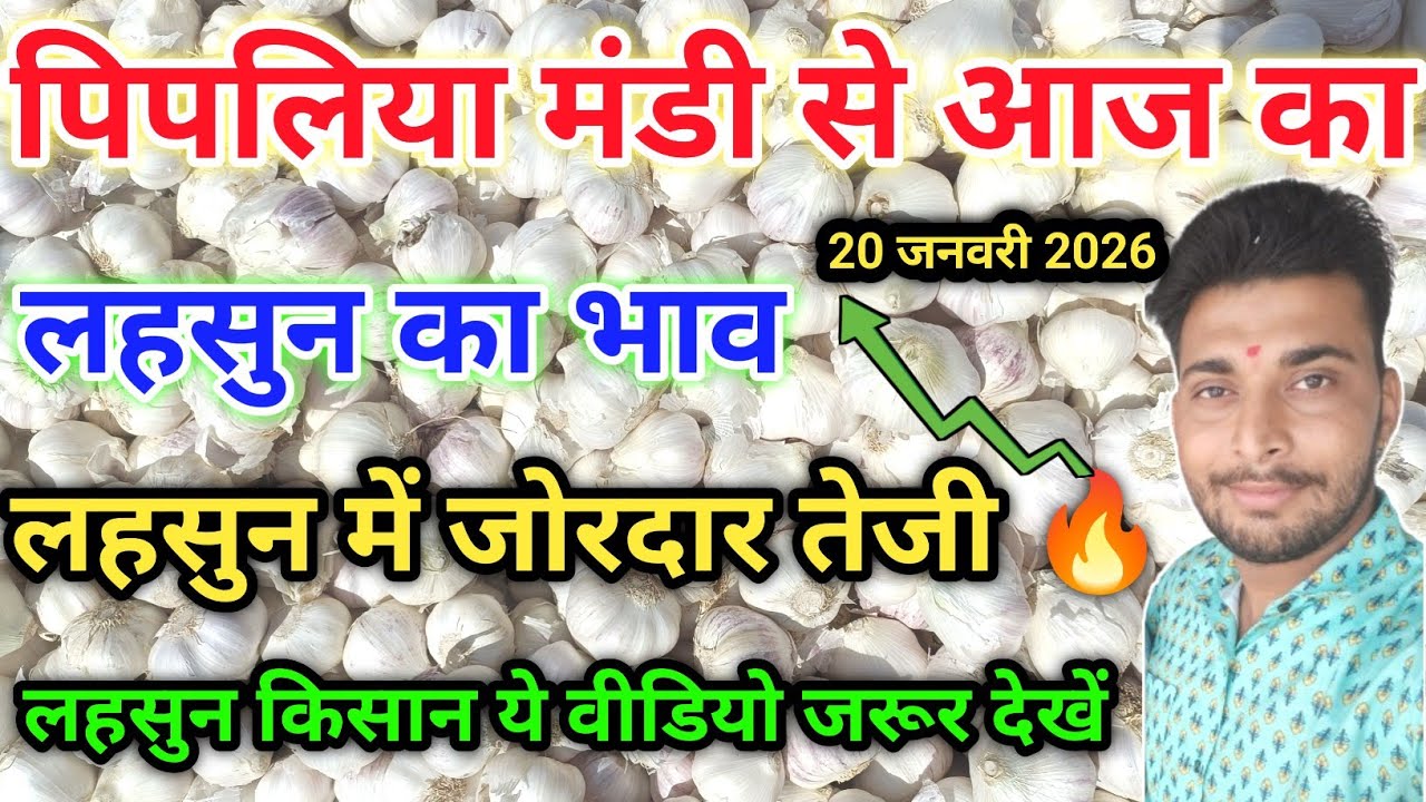 लहसुन भाव आज का पिपलिया मण्डी today garlic rate pipliya mandi January 20, 2026