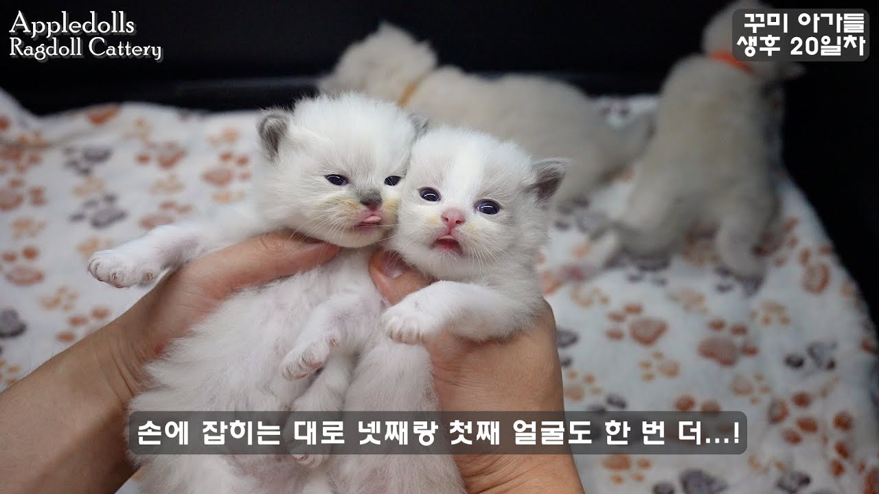[랙돌 육아일기] 꾸미 아가들 - 생후 20일차