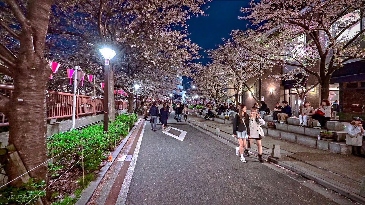 Japan - Tokyo Shibuya, Meguro Cherry Blossoms Night Walk • 4K HDR