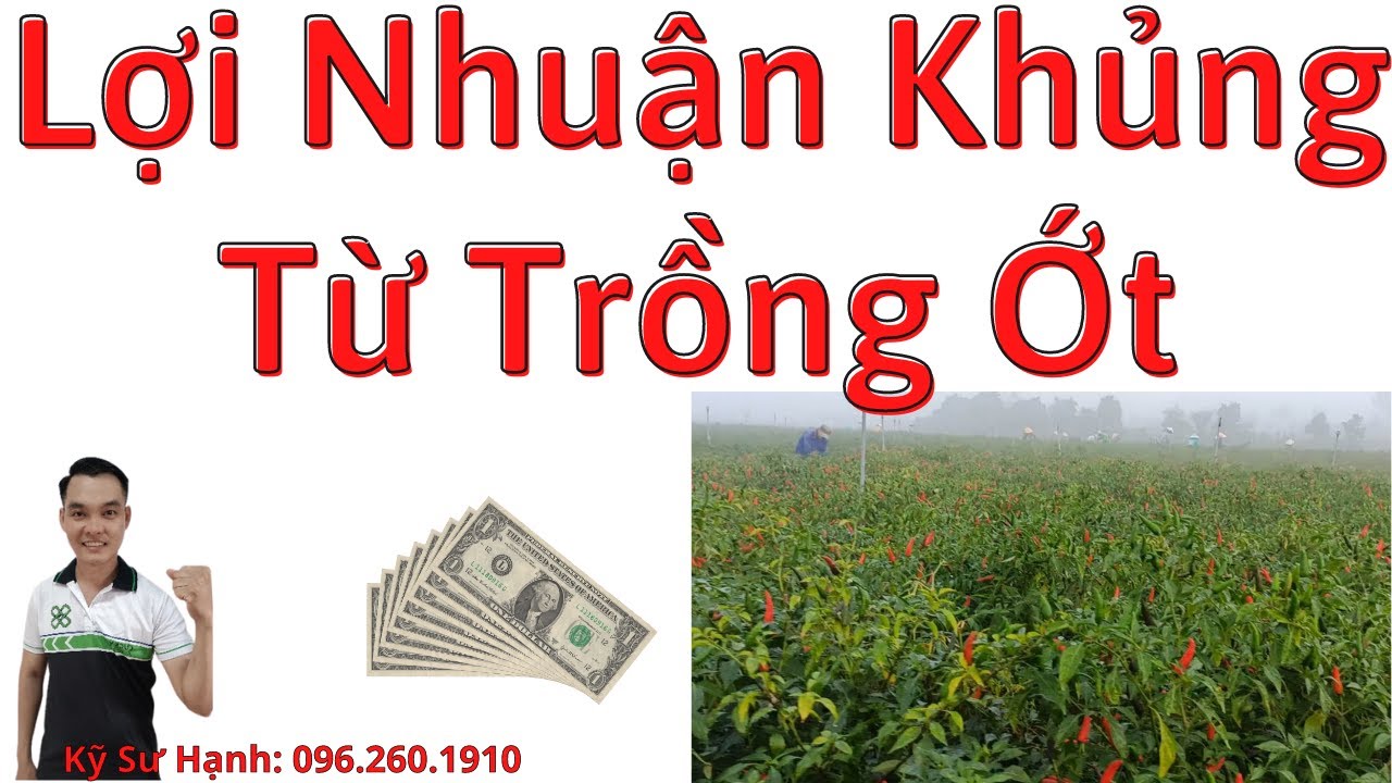 Lợi Nhuận Khủng Từ 8 Công Ớt (1 Hétta )