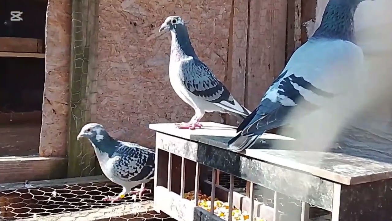 Năutațile de la porumbei voiajori 🕊️♥️🥇