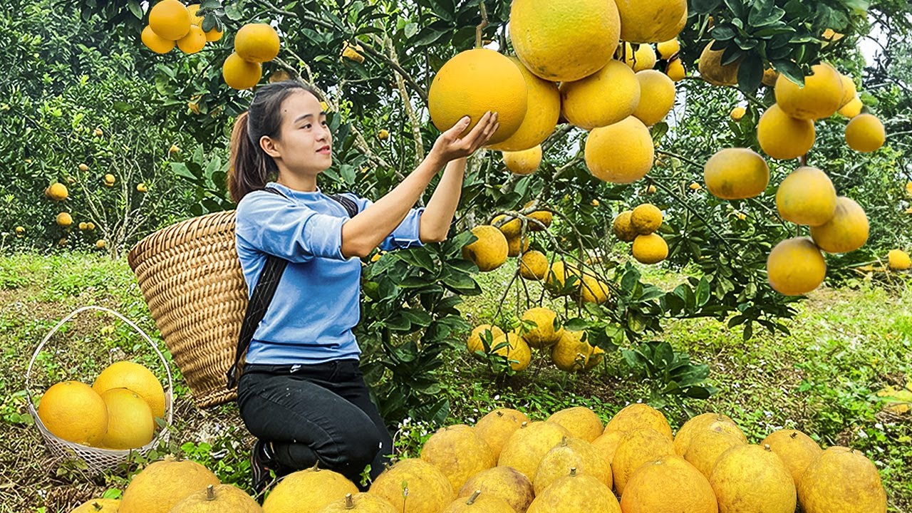 Harvesting 50000 Grapefruit -  Caring for Pigs and Ducks - Natural Life With Mother