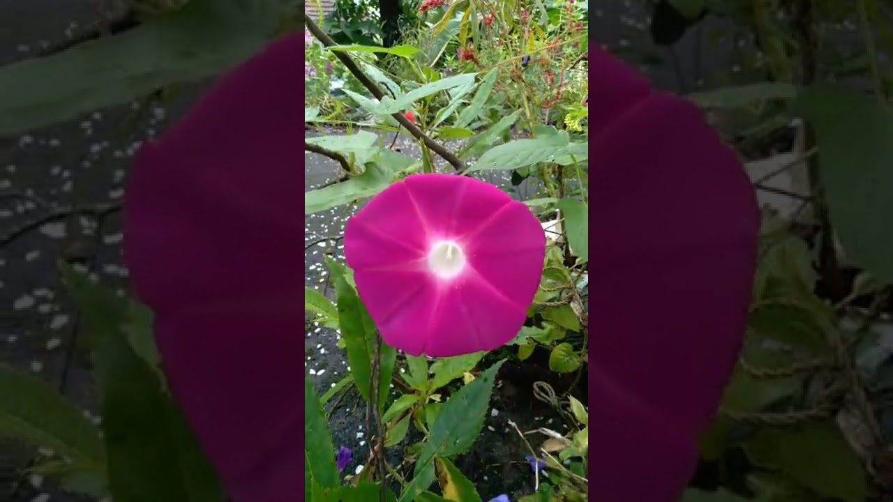 Japanese Morning glory flower ❤️😍 #Shorts
