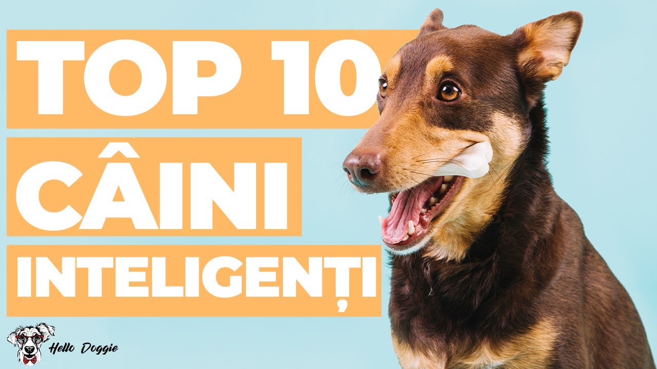 C&Acirc;INI INTELIGENȚI | TOP 10 (RASE LA CARE NU TE-AI FI AȘTEPTAT)
