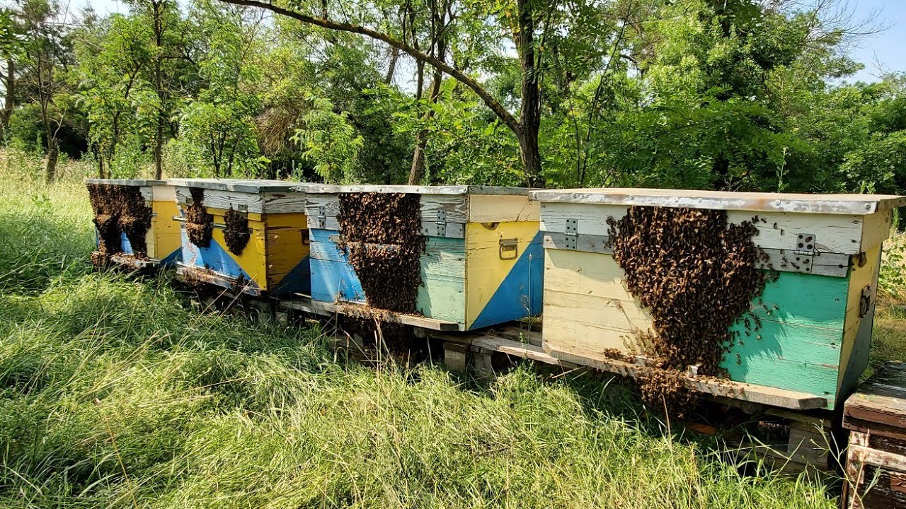 Сбор урожая ! Откачка летнего меда с лежаков ! Сезон 2021года!