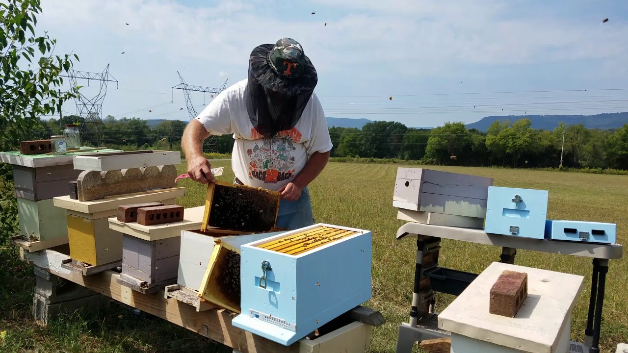 Lyson 6 Frame Polystyrene Hive Over Winter Trial
