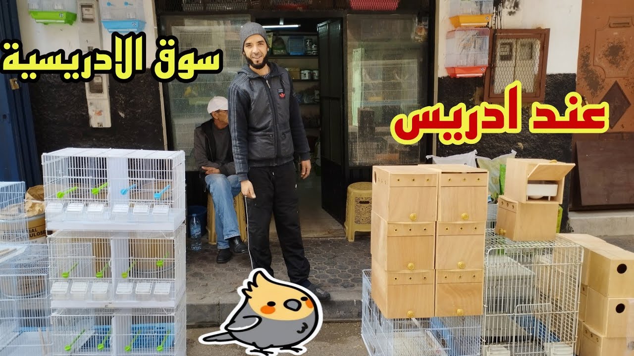 اسعارالطيور🐦اثمنة الاكل🌾اقفاص مستلزمات الطيور بسوق القريعة🦜اكبر سوق الحيوانات في المغرب.الجملةوتقسيط