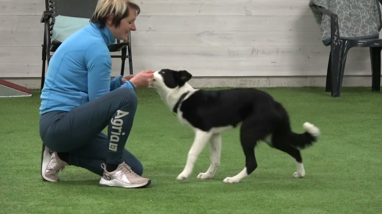 Skill, 5 månader, tränar lydnad!