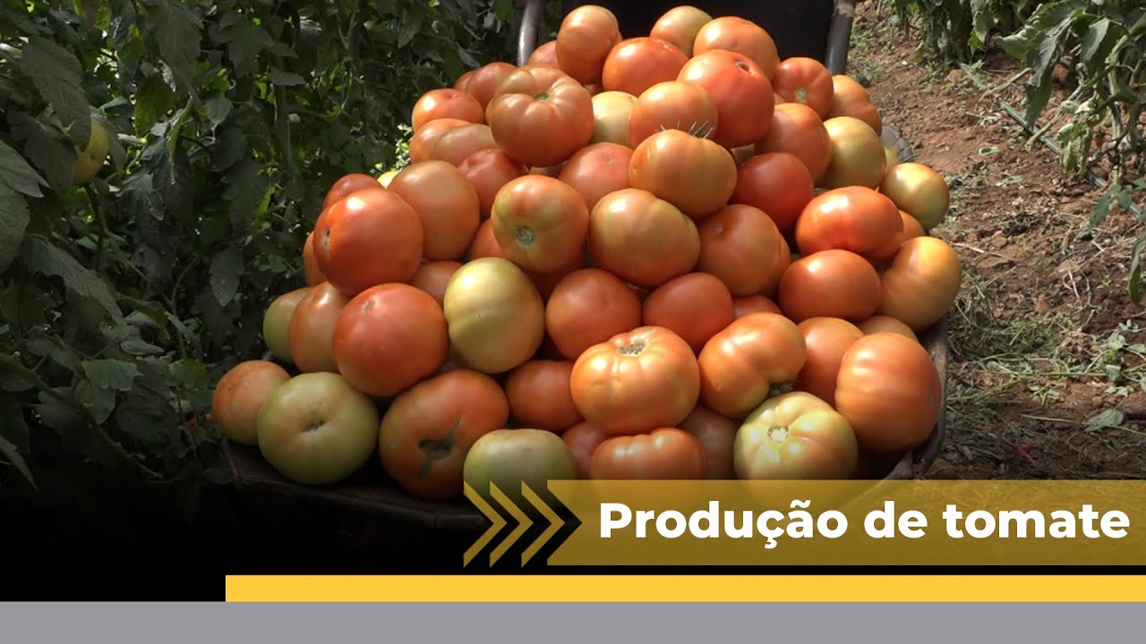Família de Coronel Freitas se dedica à produção de tomates há 10 anos