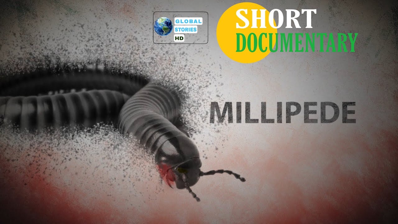 WILD LIFE | Millipede Documentary in english HD | Millipede | #documentary