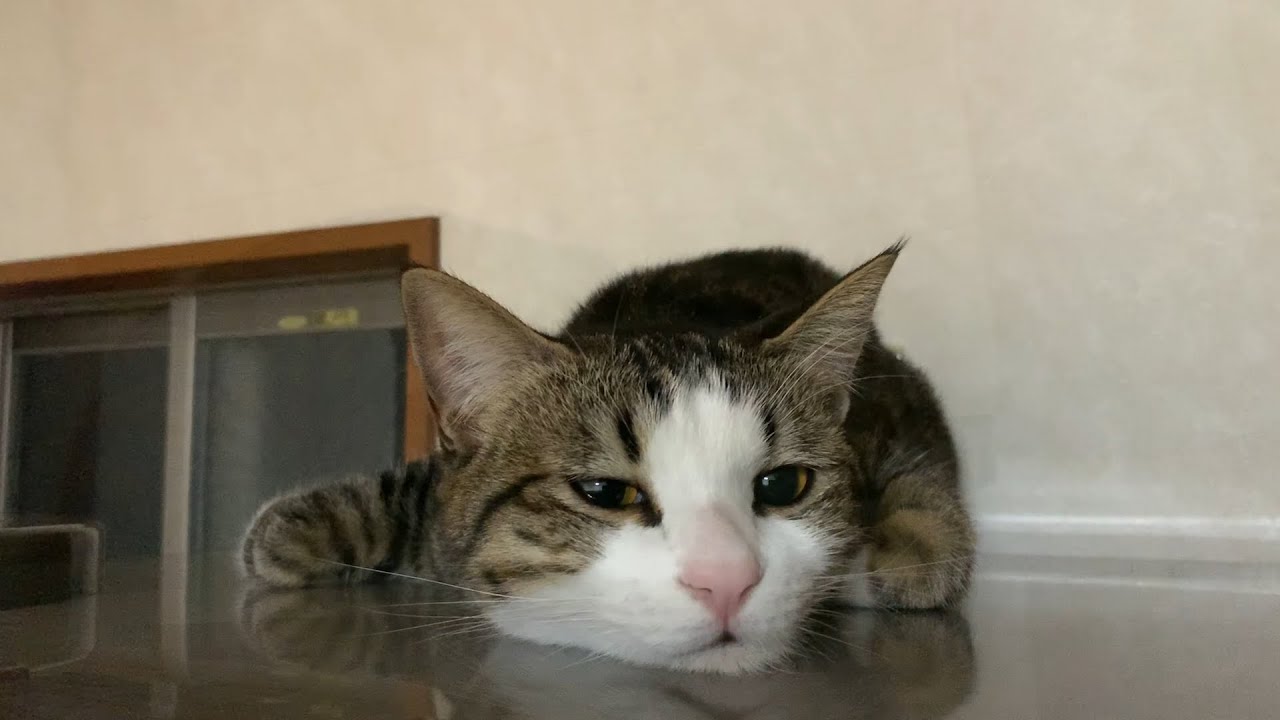 どこでも香箱座りが崩れる猫