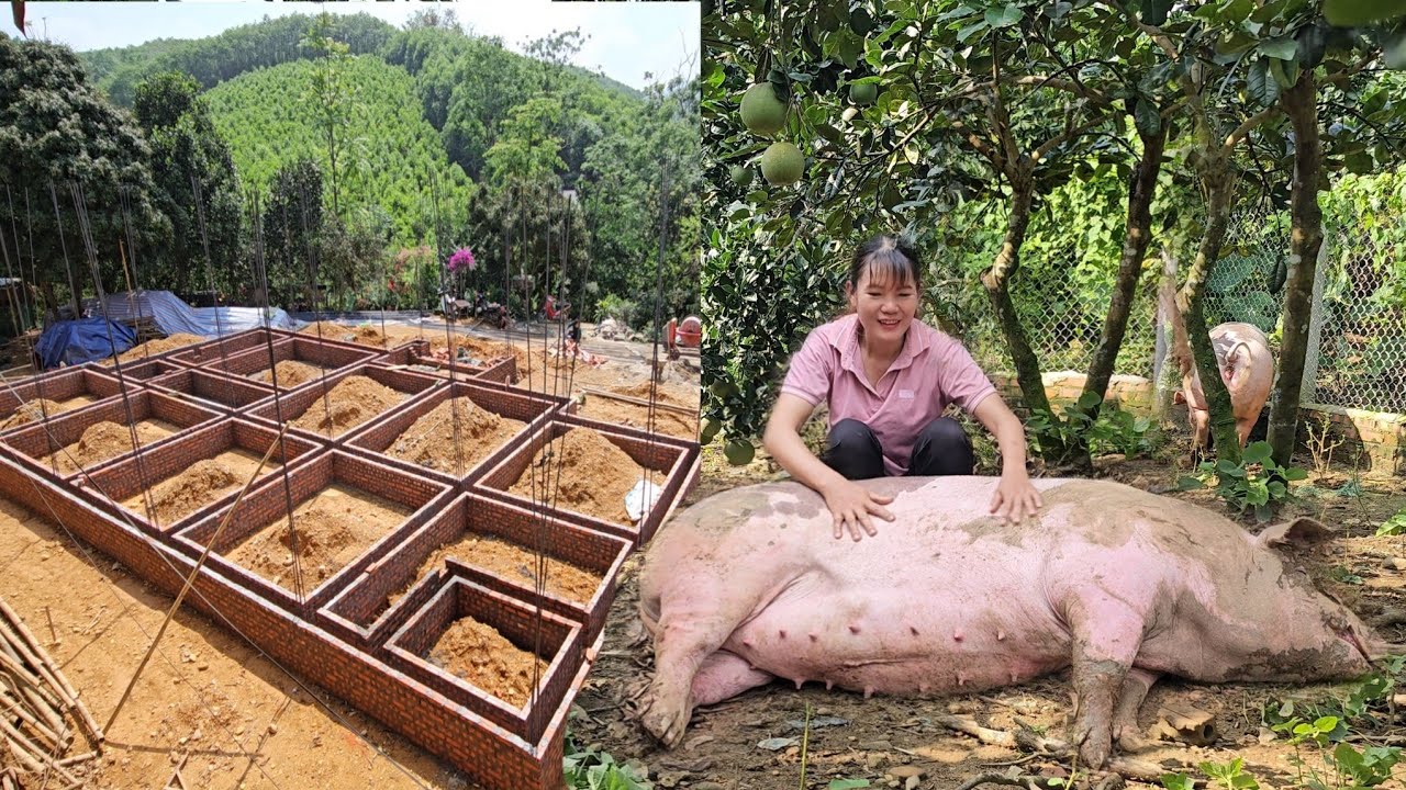 Take care of pigs and chickens. See how Vietnamese people build houses. ( Ep 355 )