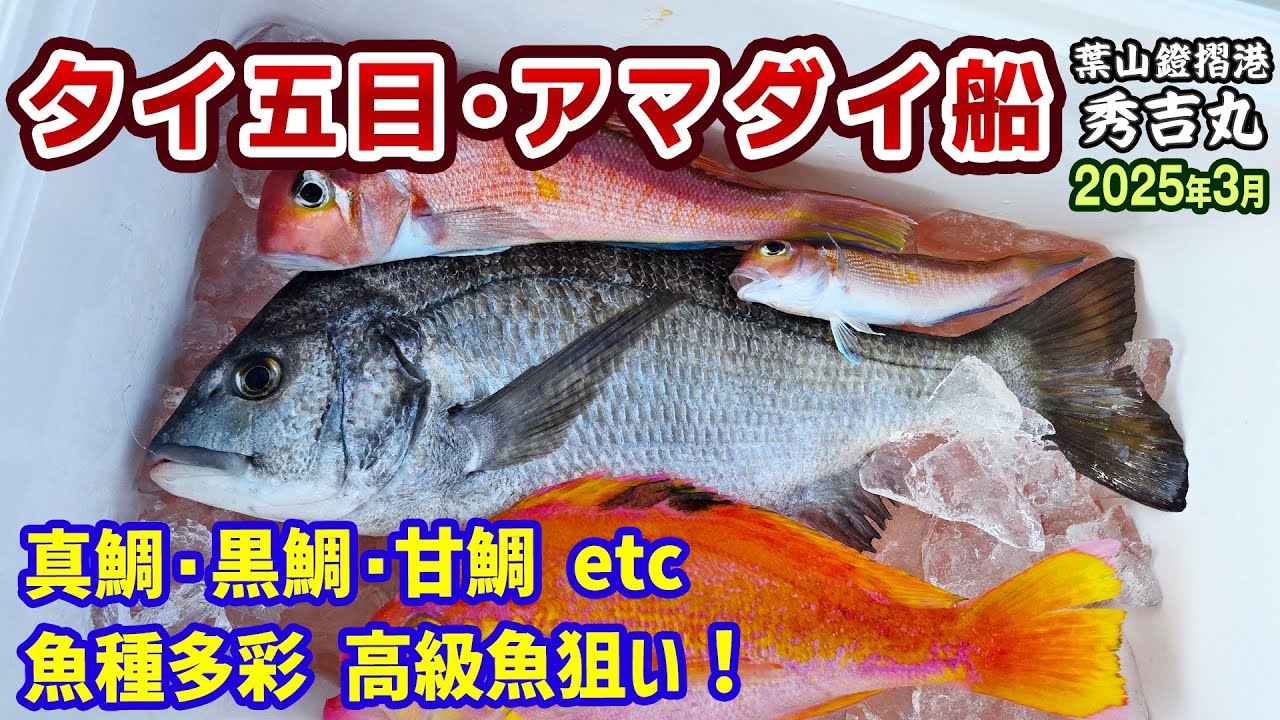 【タイ五目・アマダイ船】マダイ・メダイ・アマダイリレー釣りetc◆魚種多彩・高級魚狙い【葉山あぶずり港 秀吉丸】《4K動画》2025.3.2
