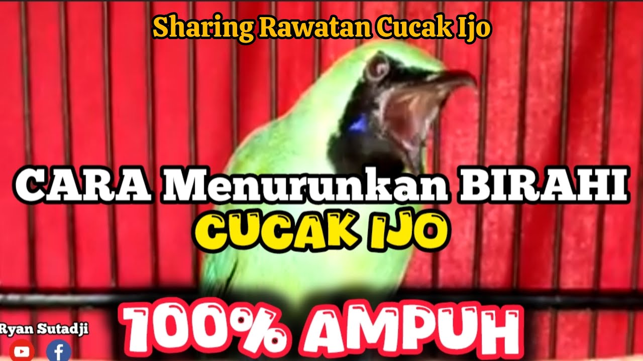 Cara Menurunkan BIRAHI Cucak Ijo 100% Ampuh