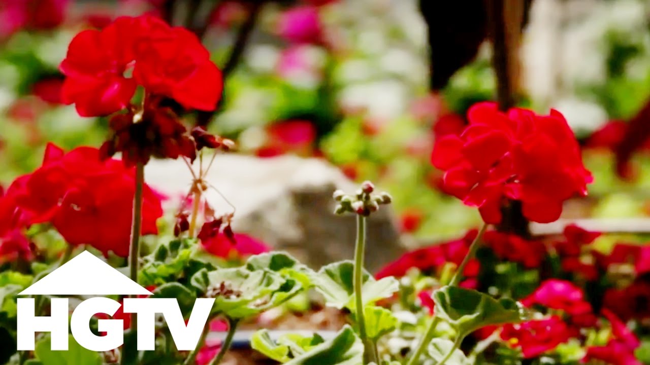 How to Plant Geraniums | Gardening Tips | HGTV