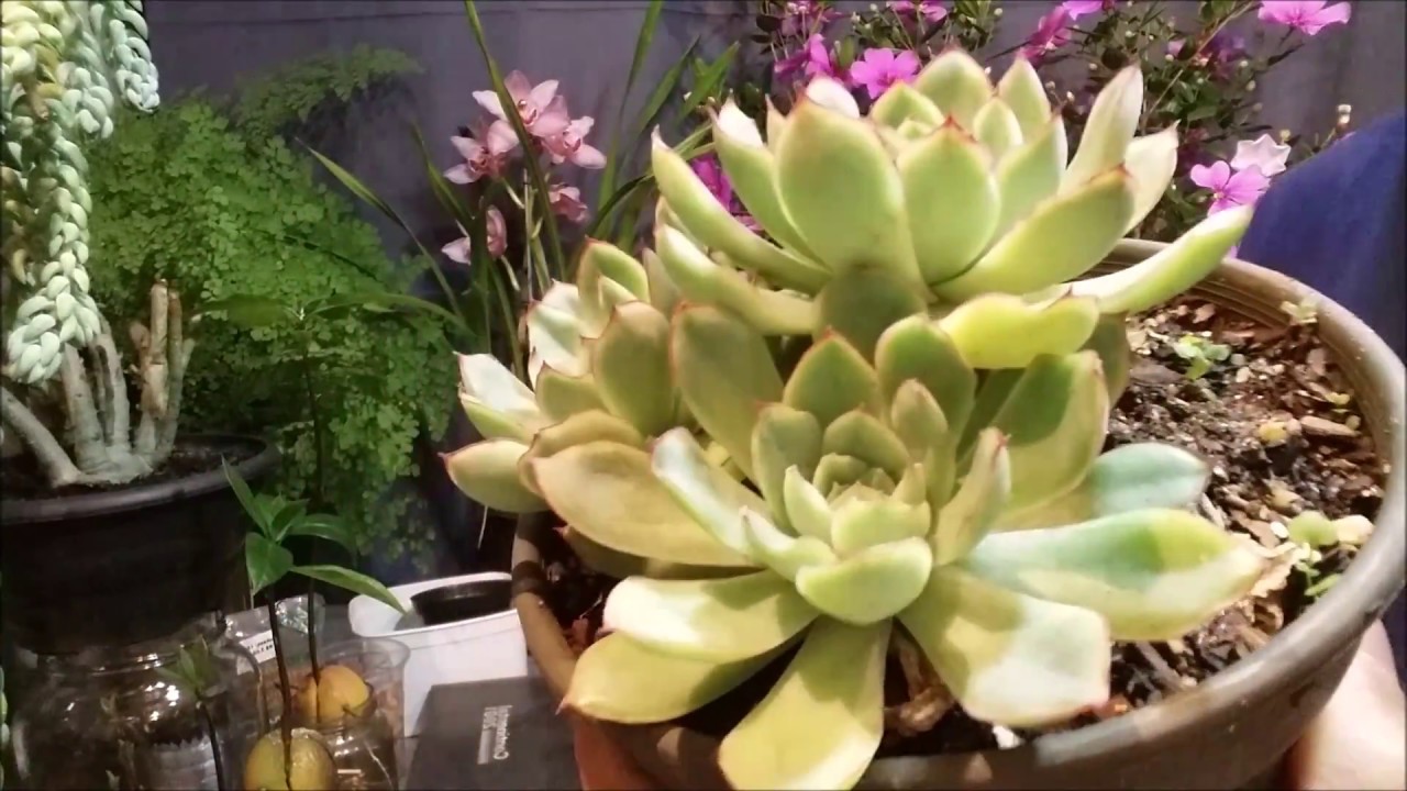 SUCULENTA ROSA-DE-PEDRA (Echeveria  pulidonis), COMO &Eacute;  SUAS FLORES