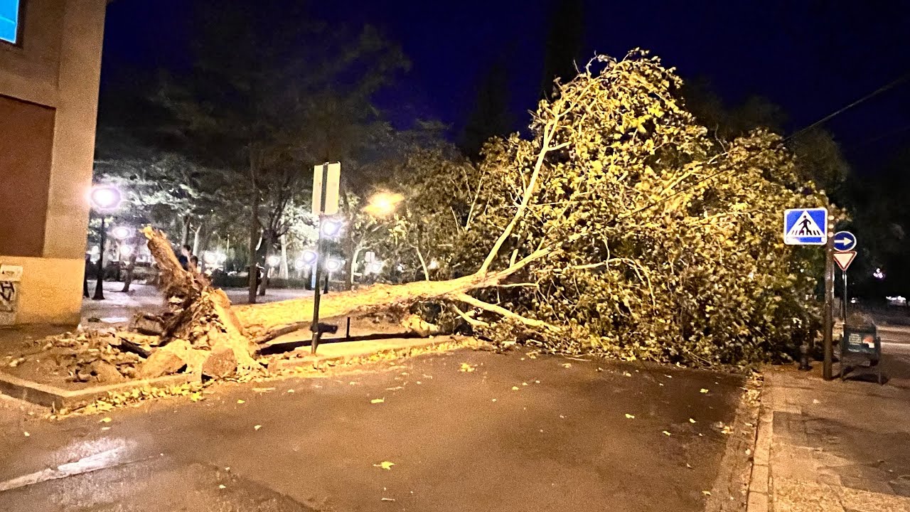El viento ocasiona más de 100 incidencias en Granada y pueblos del Área Metropolitana