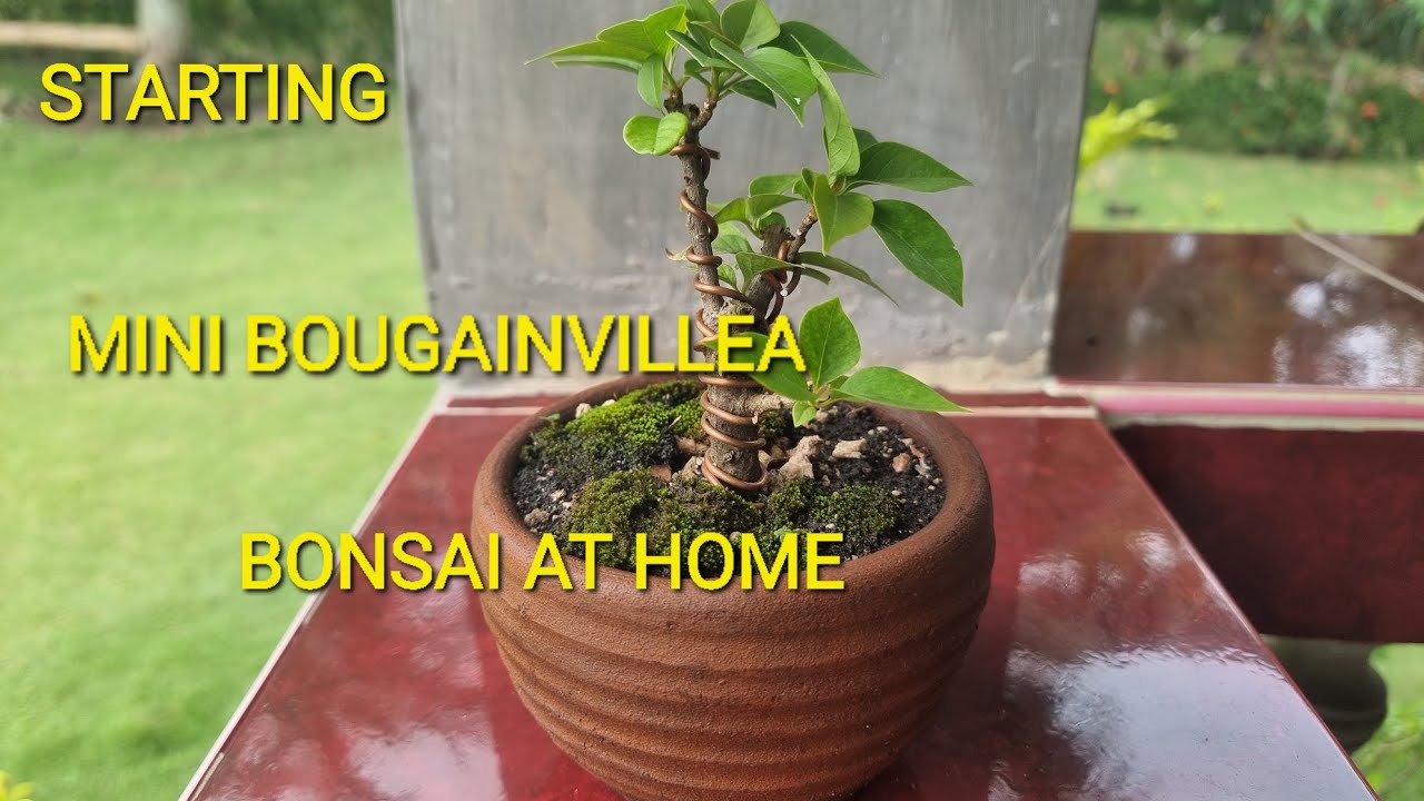 Starting Mini Bougainvillea Bonsai at Home
