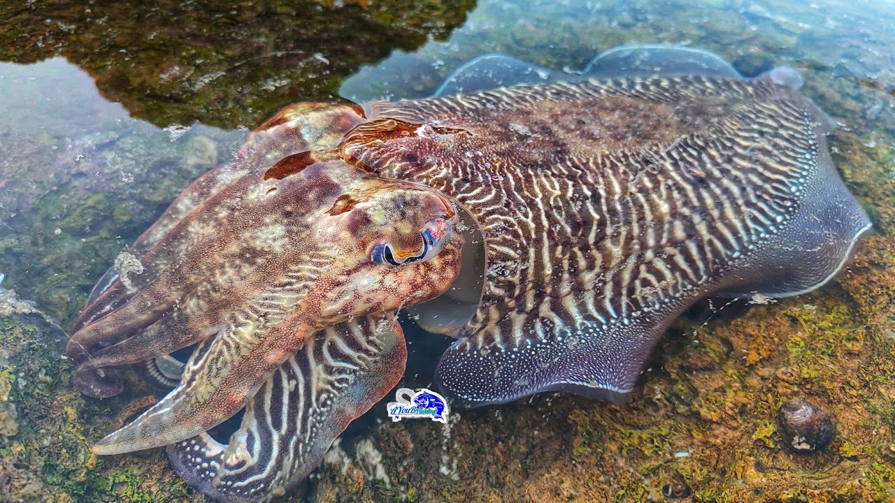 بهده الطريقة يمكنك صيد السيبيا من الشاطئ بكل سهولة CUTTLEFISH