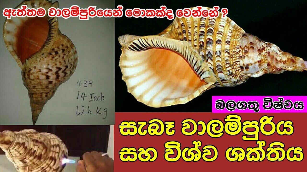 වාලම්පුරියේ ඇත්ත බලය ලබාගන්න