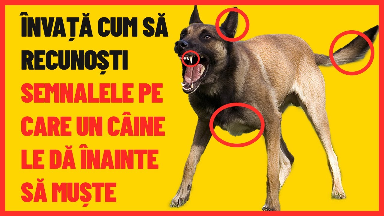 DE CE MUȘCĂ UN CÂINE 😳 7 SEMNE CĂ UN CÂINE URMEAZĂ SĂ TE MUȘTE