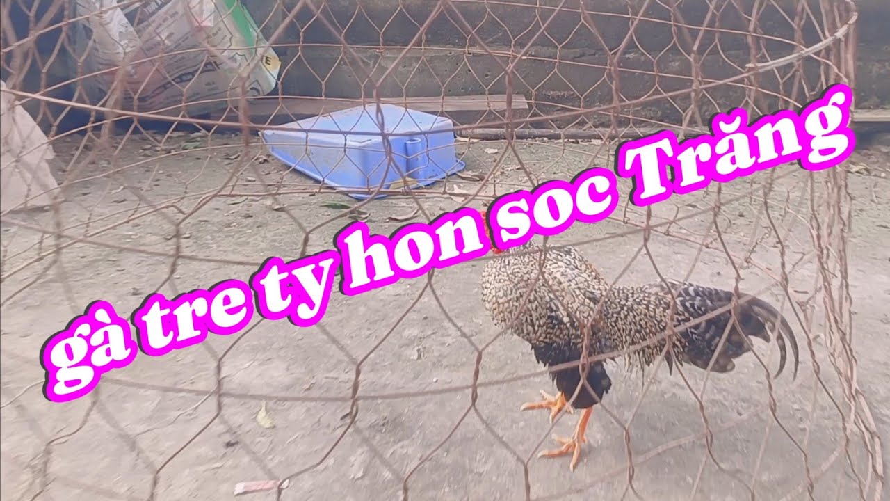 gà tre mini gà tre ty hon (trại gà Serama Sóc Trăng) phương trần