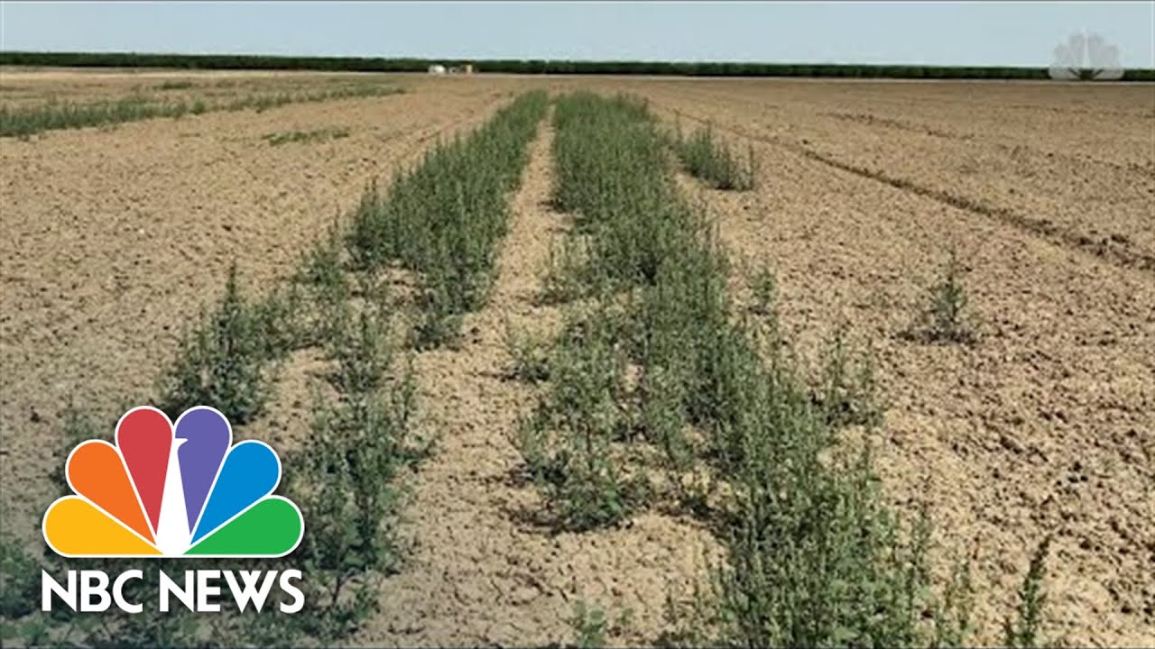 Climate Change And Drought Forcing Hard Choices Across California