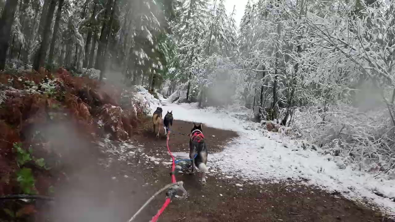 Getting thru all the snowy branches!
