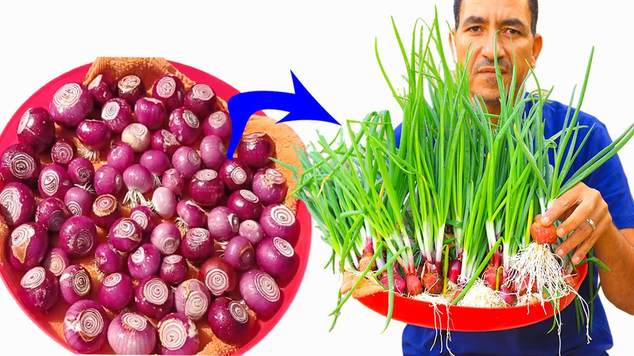 فكرة مذهل لزراعة البصل الاخضر فى المنزل بدون تربة ولا شمس ولا تسميد 👌ولو اول مرة تزرع فى حياتك