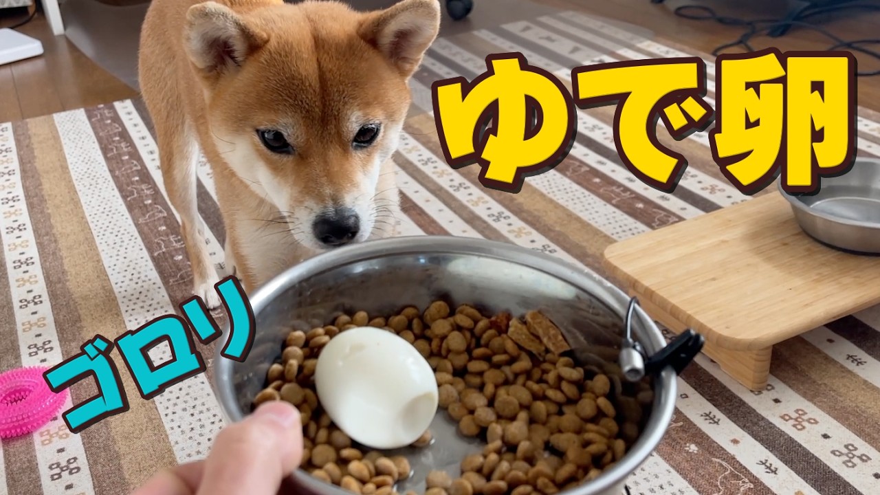【どう食べる？】大好物のゆで卵をゴロッと丸ままあげてみた　柴犬小夏　ASMR
