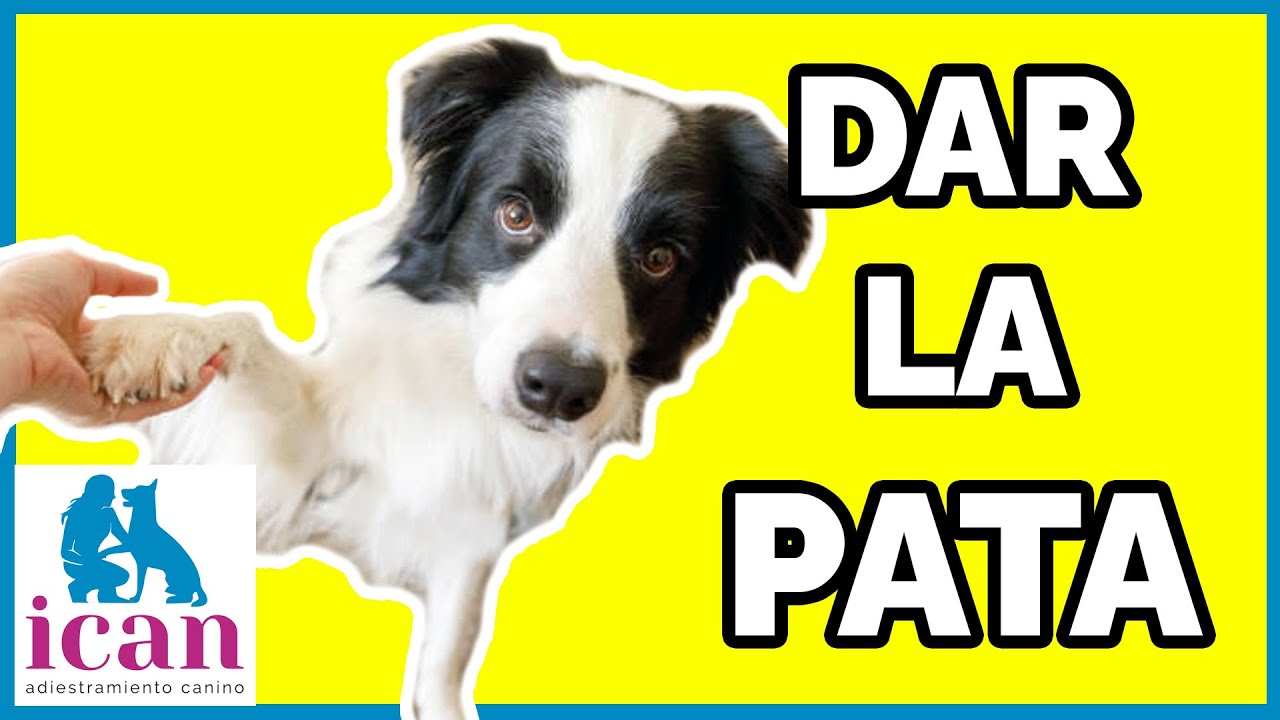 Cómo ENSEÑAR a mi perro A DAR LA PATA (MUY FÁCIL) | Adiestramiento Canino