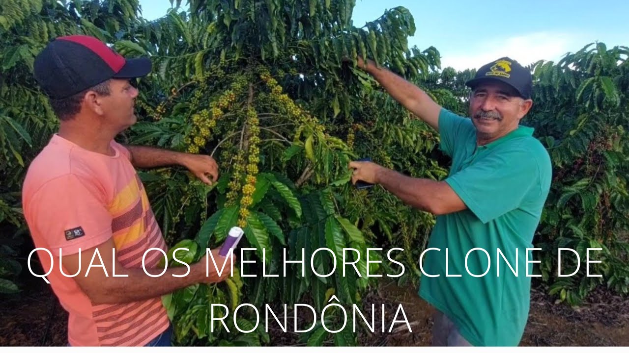 PRIMEIRO A TRAZER CAFÉ CLONAL PRA NOSSA REGIÃO, ME FALOU QUAIS OS MELHORES CLONE QUE ELE INDICA RO.