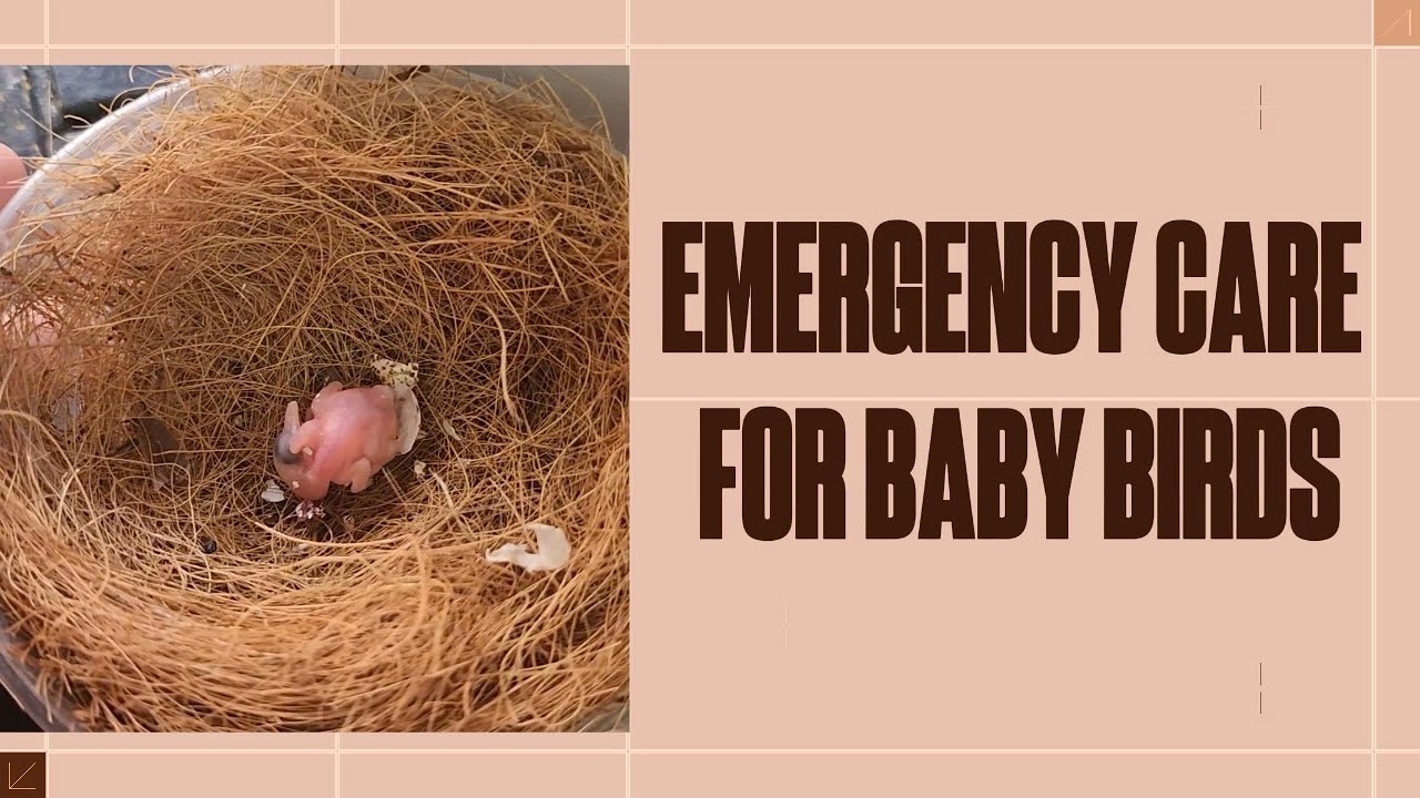 Abandoned Baby Bird Saved