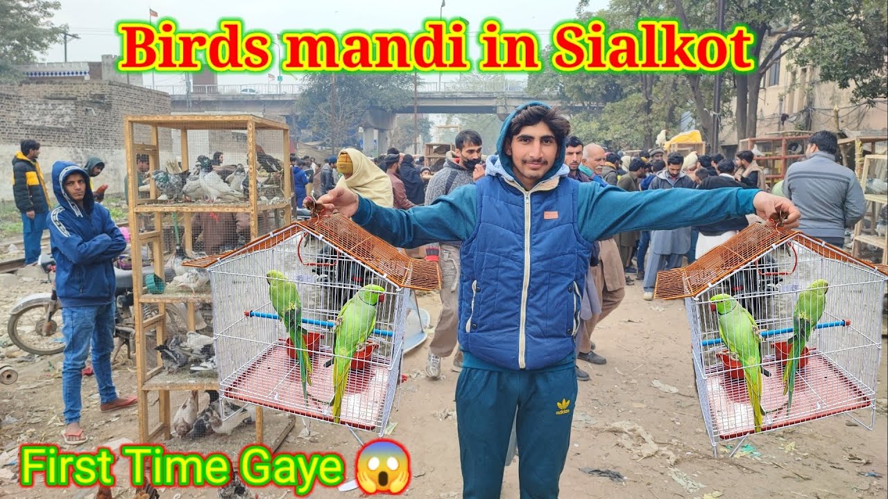 Birds Market Sialkot 🐅| Birds Sunday Bazaar | Amish Sidhu Vlogs