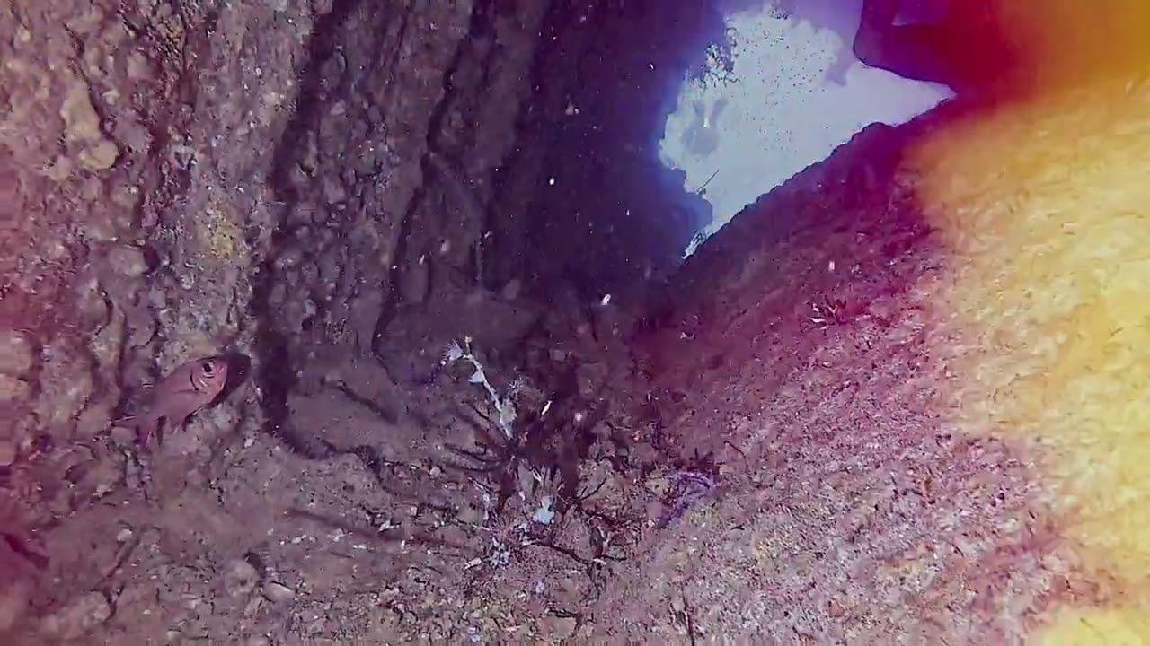 Dunraven Wreck & Reef, Red Sea