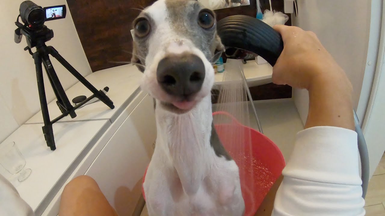 リファのシャワーヘッドで犬を洗ったらシャンプー無しでもフワフワになったんだけどwww