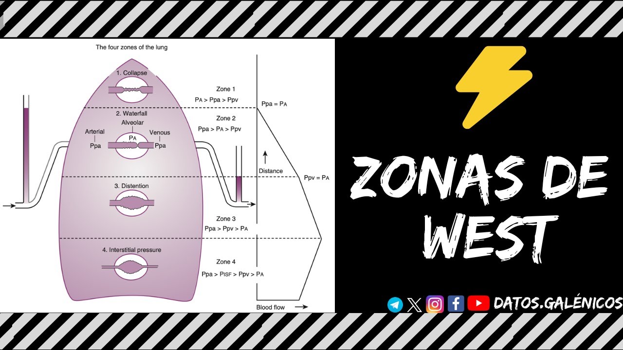 Fisiología pulmonar ⚡️ circulación pulmonar, zonas de West (ahora son 4)