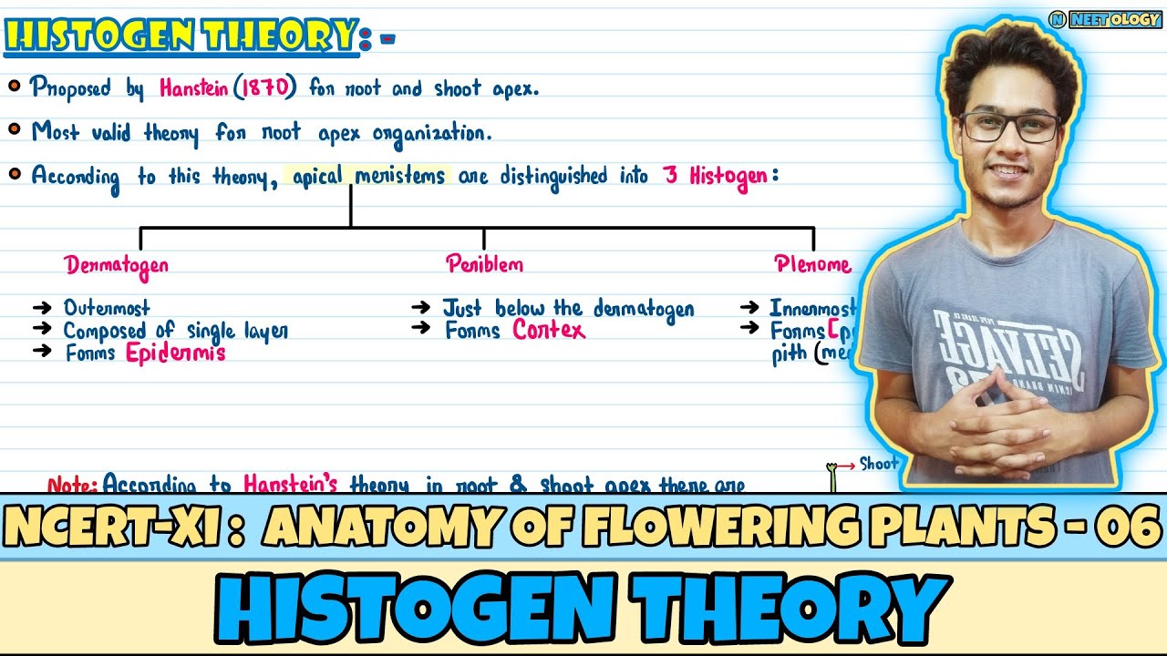Anatomy of Flowering Plants| Lec 6- Histogen Theory| Class 11| NEET| Neetology